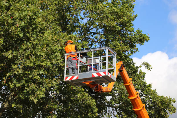 How Our Tree Care Process Works  in Frankfort, OH